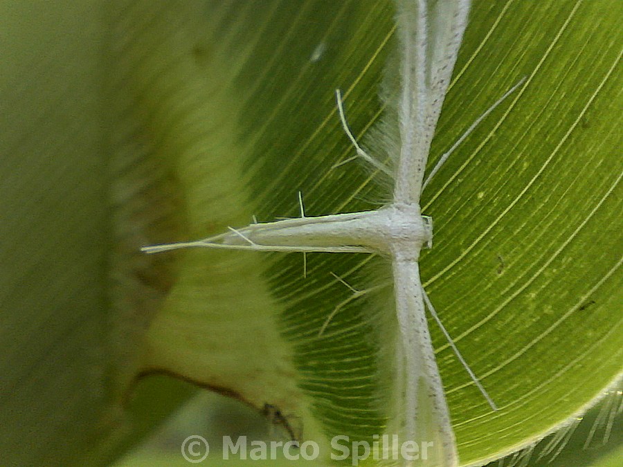 Pterophorus pentadactyla